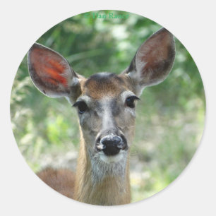 D33 White-tailed Deer Doe sticker