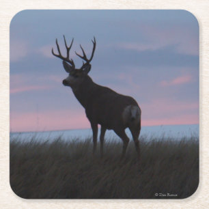 D3 Mule Deer Buck Sunrise Buck Square Paper Coaster