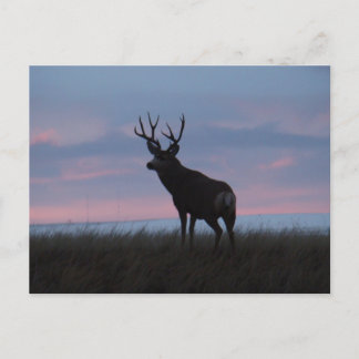 D3 Mule Deer Sunrise Buck Postcard