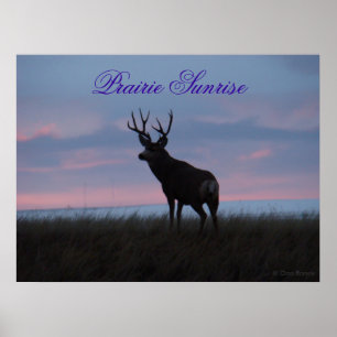 D3 Mule Deer Sunrise Buck Poster