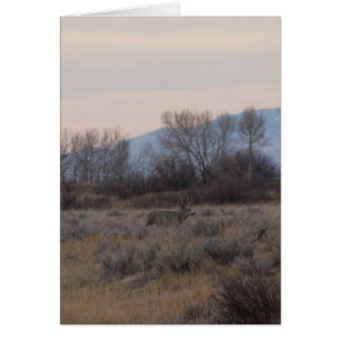 D4 Mule Deer Buck and Sweet Grass Hills