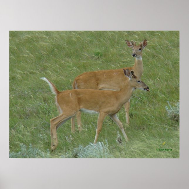 D6 White-tailed Deer Tongue Out Poster (Front)