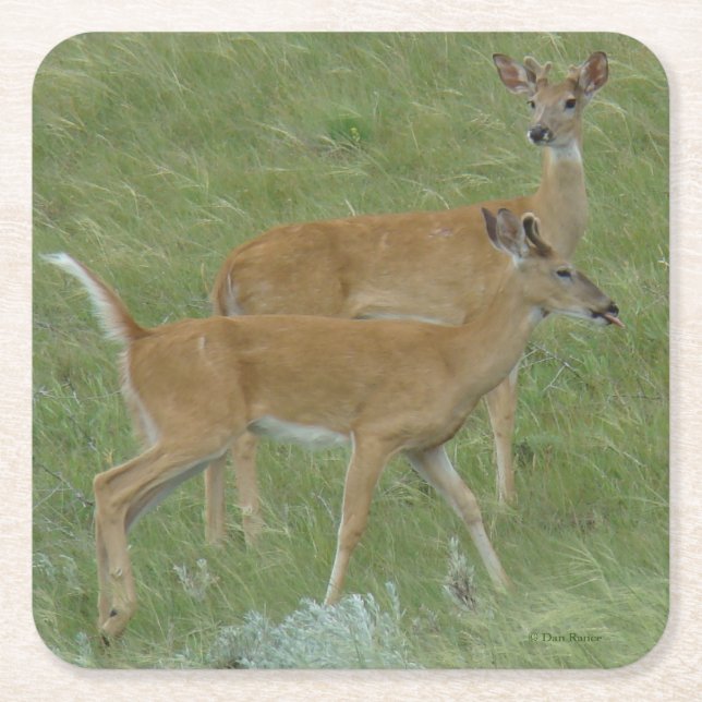 D6 Young White-tailed Deer Bucks Paper Coaster (Front)