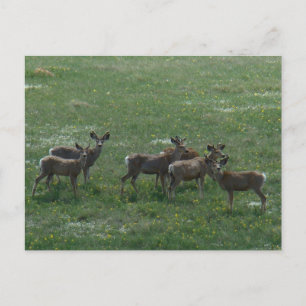 D7 Mule Deer Bucks in Spring Postcard
