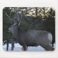 D8 Mule Deer Buck