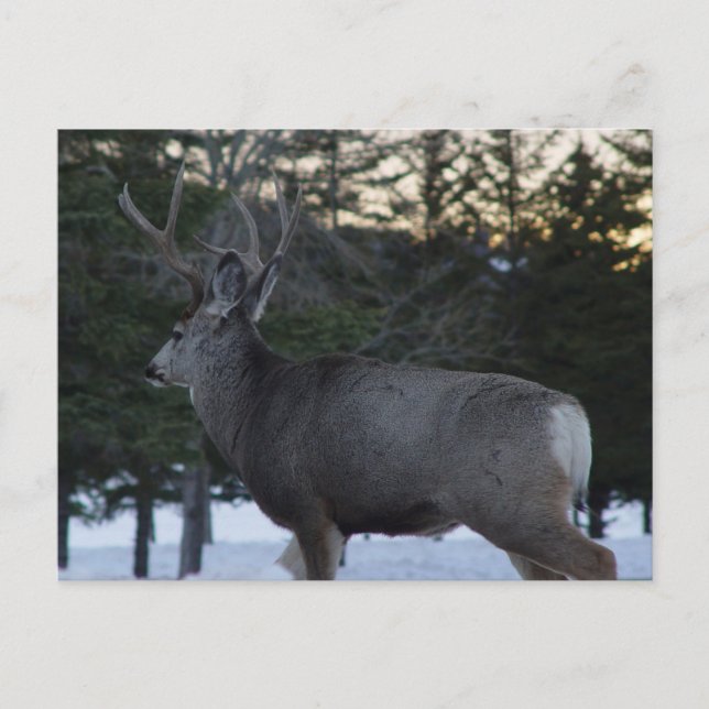 D8 Mule Deer Buck Postcard (Front)