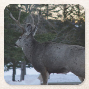 D8 Mule Deer Buck Square Paper Coaster