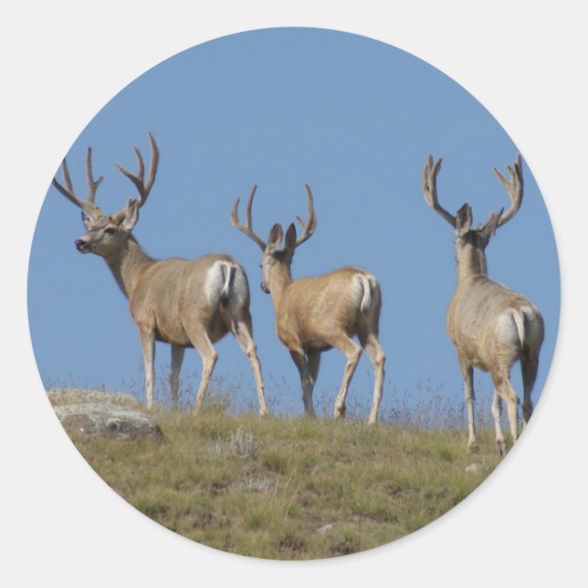 D9 Mule Deer Bucks in Velvet Classic Round Sticker (Front)