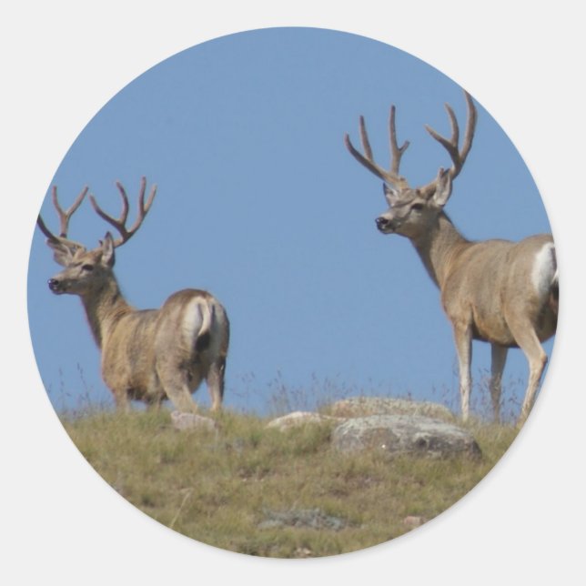 D9 Mule Deer Bucks in Velvet Classic Round Sticker (Front)