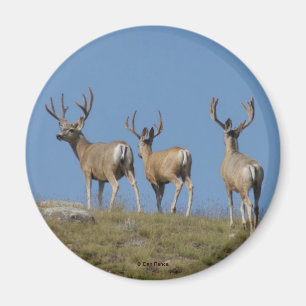 D9 Mule Deer Bucks in Velvet Magnet
