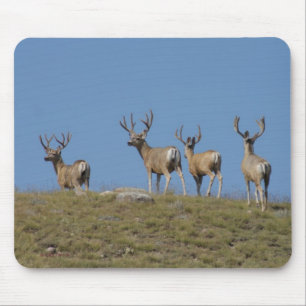 D9 Mule Deer Bucks in Velvet Mouse Pad