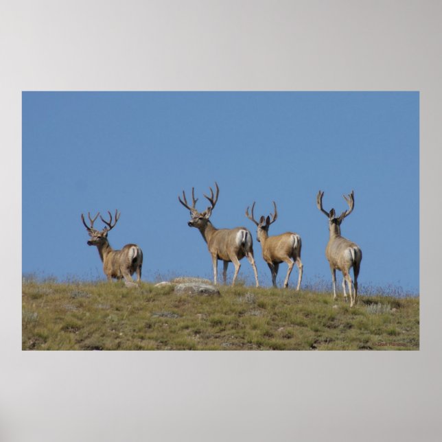 D9 Mule Deer Bucks in Velvet Poster (Front)