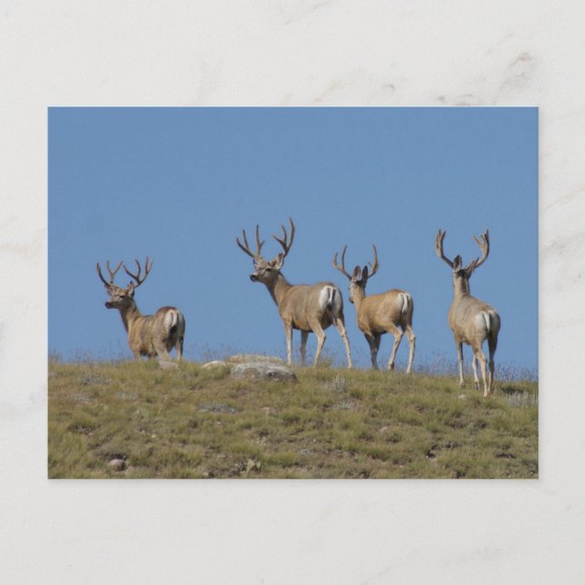 D9 Mule Deer Bucks in Velvet Sky Lined Postcard (Front)