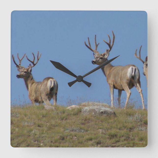 D9 Mule Deer Bucks in Velvet Sky Lined Square Wall Clock (Front)