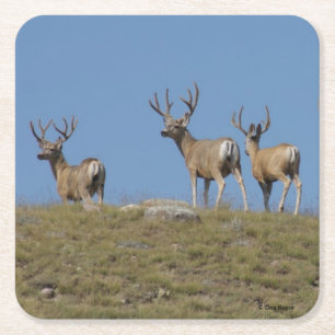 D9 Mule Deer Bucks in Velvet Square Paper Coaster