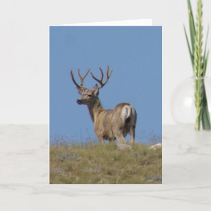 D9a Mule Deer Buck in Velvet Card