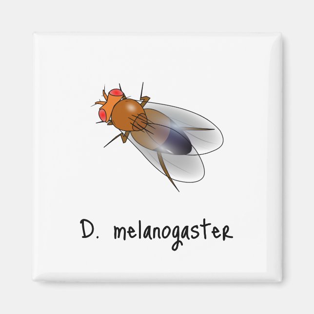 D. melanogaster magnet (Front)