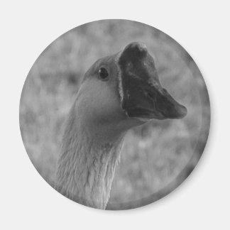da goose magnet