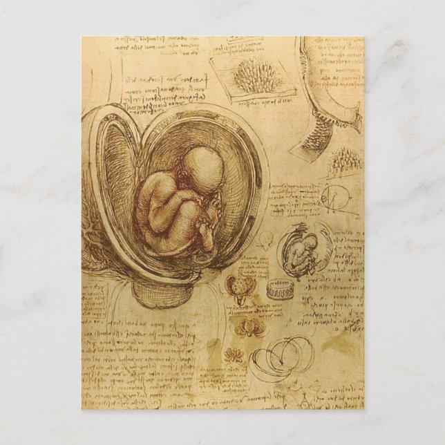 da Vinci - Embryo Sketch Postcard (Front)
