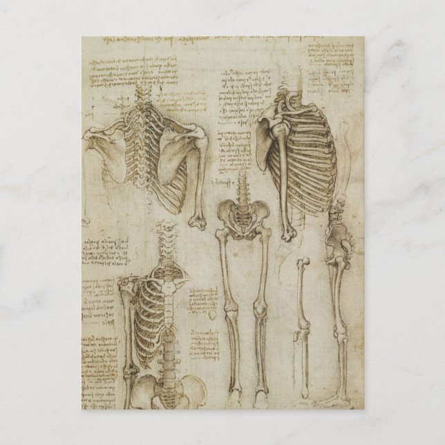 Da Vinci's Human Skeleton Anatomy Sketches Postcard (Front)