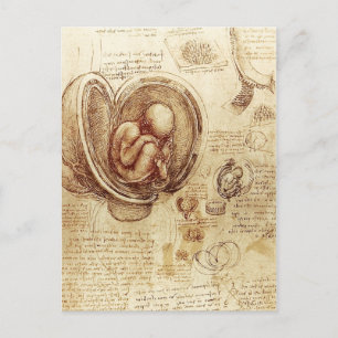 Da Vinci's Studies of Embryos Postcard