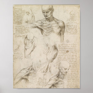 Da Vinci's Superficial Anatomy of the shoulder Poster