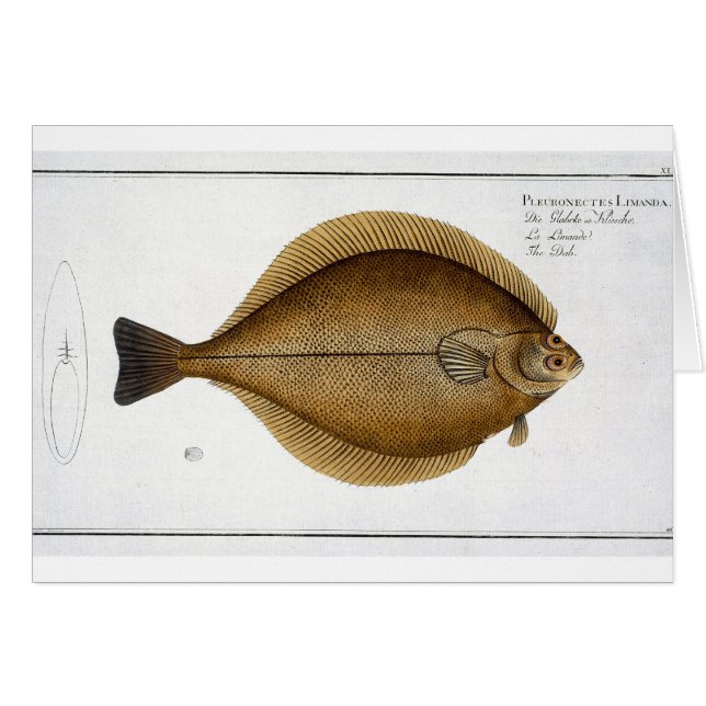 Dab (Pleuronectes Limanda) plate XLVI from 'Ichthy (Front Horizontal)