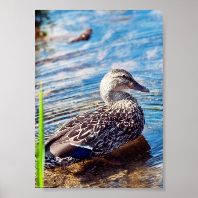 Dabbling Ripples Poster (Front)