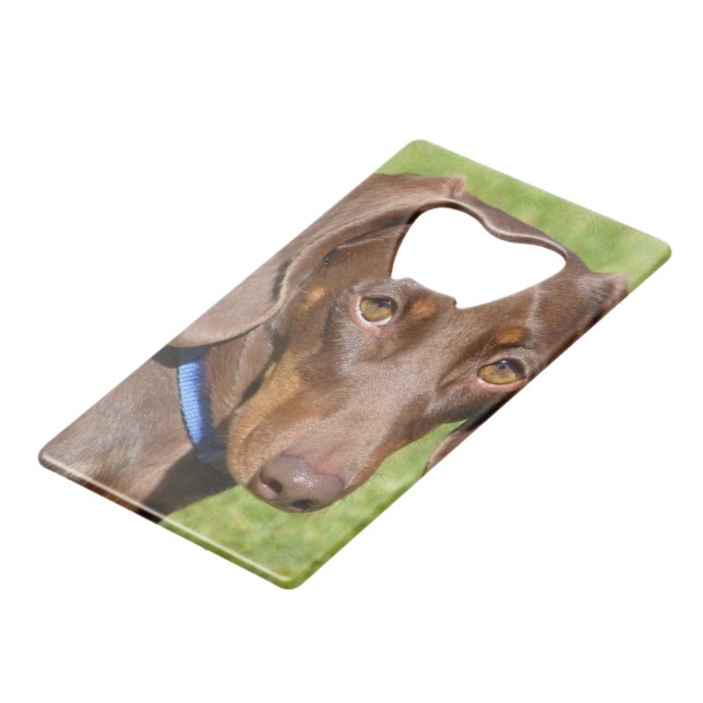 Dachshund (Front Angled)