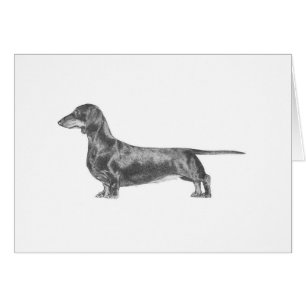 Dachshund