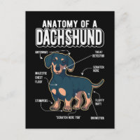 Dachshund Anatomy Funny Dog