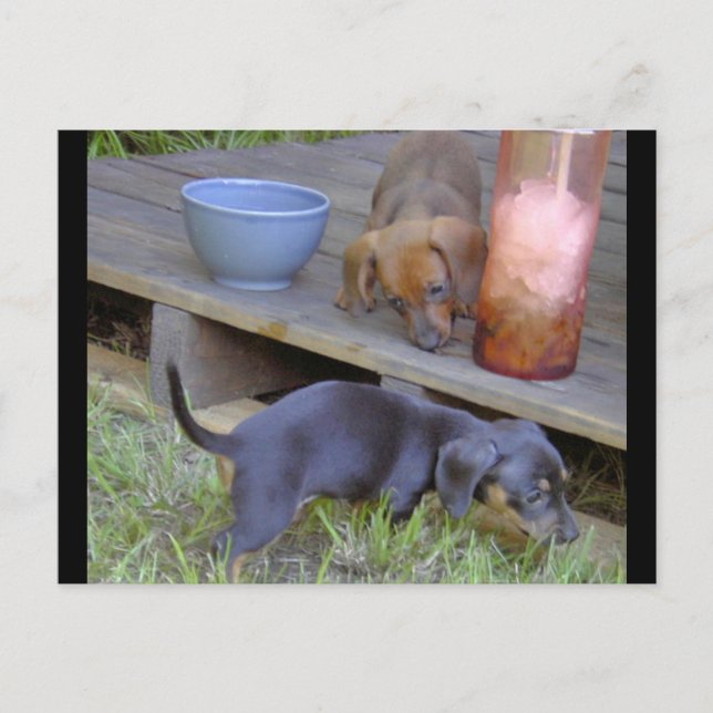 Dachshund babies post cards (Front)