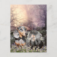 Dachshund bride and groom
