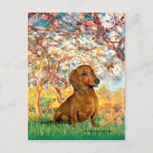 Dachshund (brown1) - Spring Postcard