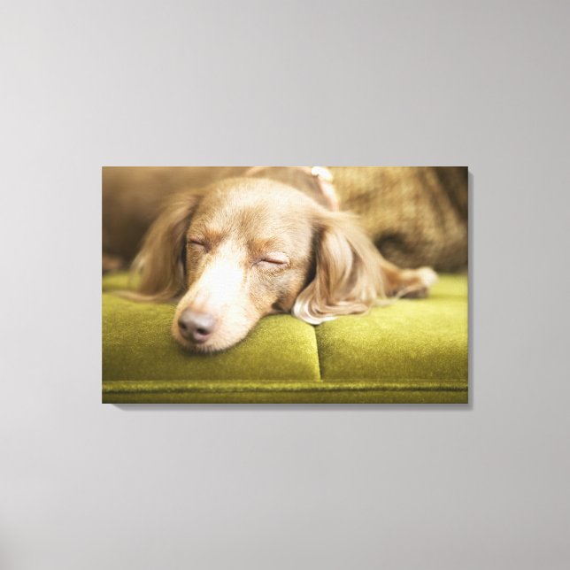 Dachshund Canvas Print (Front)