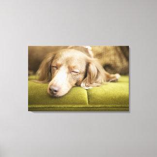 Dachshund Canvas Print