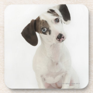 Dachshund/Chihuahua female puppy Coaster