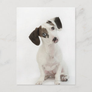 Dachshund/Chihuahua female puppy Postcard