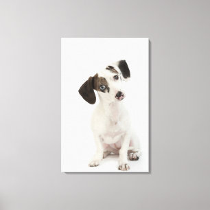 Dachshund/Chihuahua female puppy staring Canvas Print