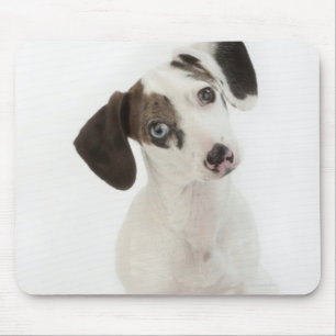 Dachshund/Chihuahua female puppy staring Mouse Pad