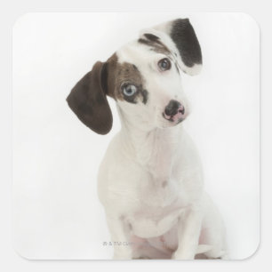 Dachshund/Chihuahua female puppy staring Square Sticker