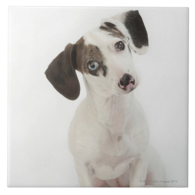 Dachshund/Chihuahua female puppy Tile (Front)