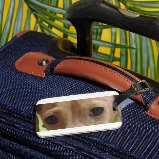 dachshund cream eyes luggage tag (Front Insitu 3)