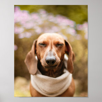 Dachshund | Cute dog close up poster