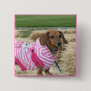 Dachshund dog 15 cm square badge