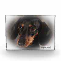 Dachshund Dog.