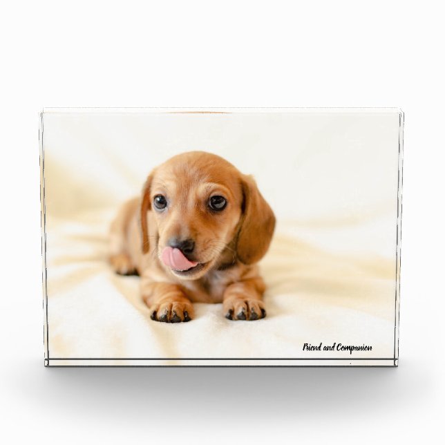 Dachshund Dog. Photo Block (Front)