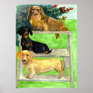 Dachshund Dog Portrait Poster
