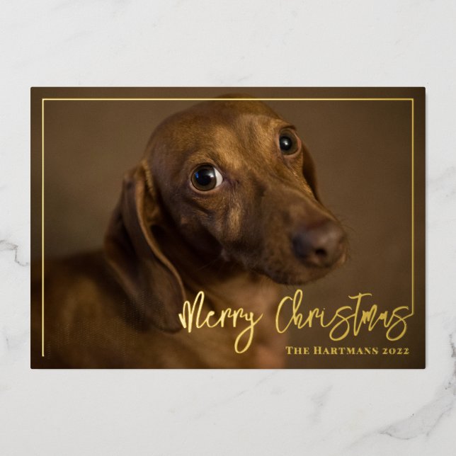 Dachshund Dog with Stocking Merry Christmas Photo (Front)