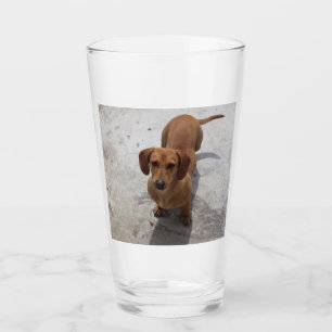 dachshund full glass